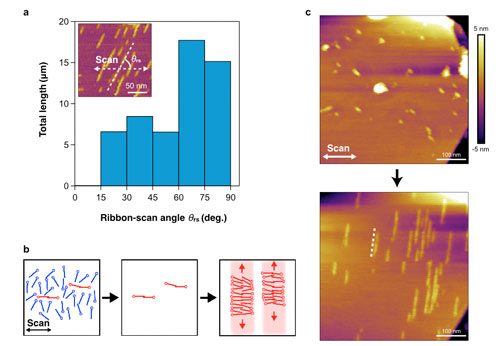Relationship of the total length of the SDS ribbons and the ribbon-scan angle and AFM images