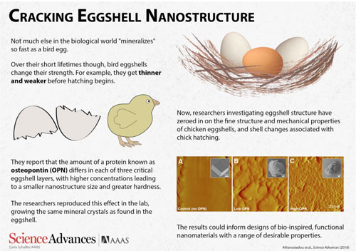cracking eggshell nanostructure
