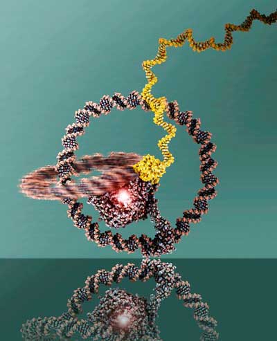 nanomachine: The two rings are linked like a chain and can well be recognized. At the centre there is the T7 RNA Polymerase