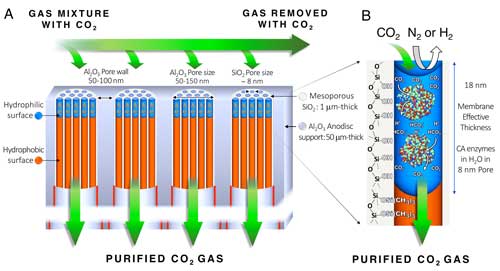 Enzymatic liquid membrane design and mechanism of carbon dioxide capture and separation