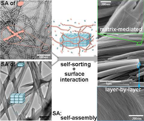 peptide molecules self-assemble into long structures called nanofibers, which come together to form a molecular scaffold
