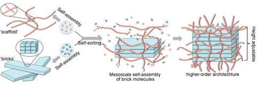 fibrous molecular scaffold supports molecular bricks