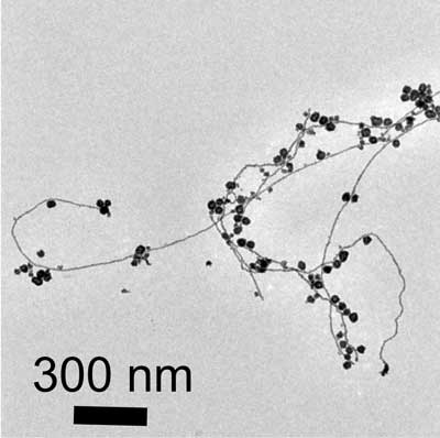 Gold nanoparticles are attached to threads of gold nanowires