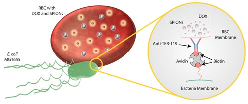 Avidin connects the bacterium with the red blood cell