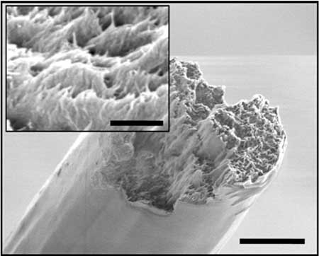 SEM image of the cross-section of the fibre, showing the aligned nanofibrils