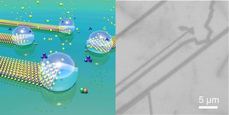growth of molybdenum disulphide nanoribbons mediated by liquid nano-droplets