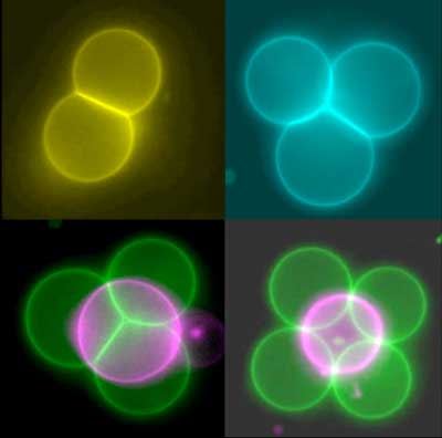 Artificial cells (false-color image) in a range of structures