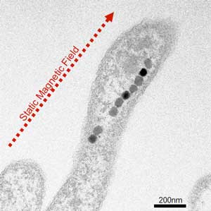 TEM image of magnetic bacteria aligned in the static magnetic field