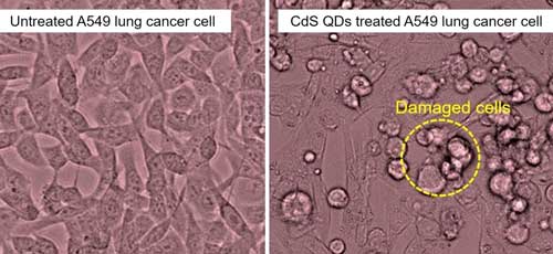 Quantum dots from tea destroying lung cancer cells