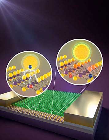 A field-effect transistor (the device) containing molybdenum disulfide (stick and balls) doped with core-only quantum dots