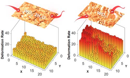 AFM reveals that structural water in tungsten oxide results in smaller deformation rates from ion intercalation
