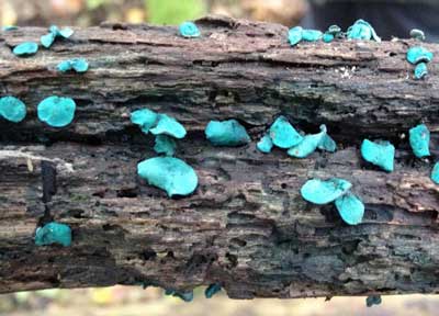 Chlorociboria Aeruginascens fungus on a tree log