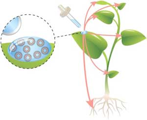 Therapeutic nanoparticles penetrate leaves and deliver nutrients to agricultural crops