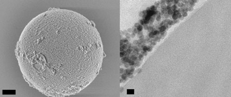 A scanning electron micrograph image (left) of a 5-micron-diameter polystyrene bead that is coated with nanoparticles, and a transmission electron micrograph image (right) that shows a cross-section of a bead