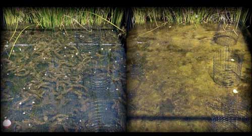 nutrients together with nanoparticles turned clear water (left) murky (right)