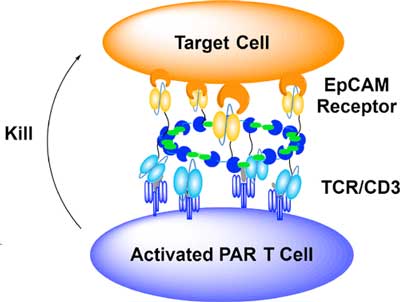 PARs that selectively target the human CD3 receptor and human epithelial cell adhesion molecule (EpCAM)