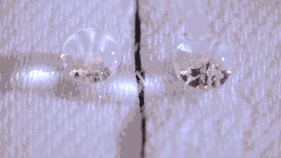 Comparison of droplets on a coated surface (left) and an untreated one (right)