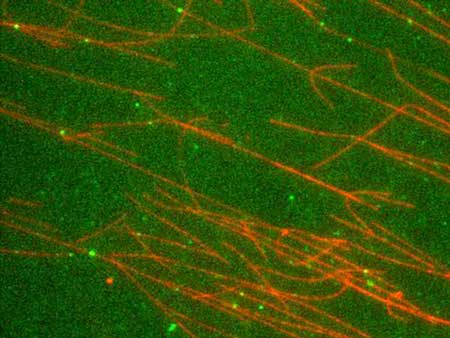 Motor proteins (green dots) move along microtubules