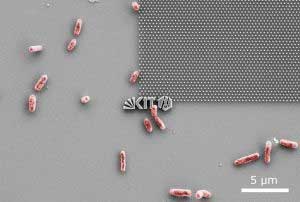 E. coli bacteria try to dock with a nanostructured model surface