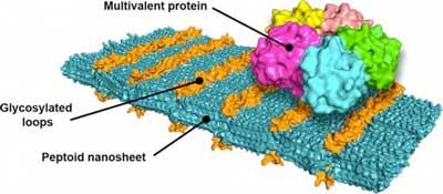 A molecular model of a peptoid nanosheet shows loop structures of sugars (orange) that bind to the Shiga toxin
