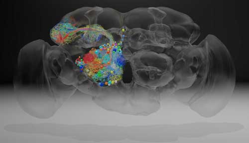 scanning the fruit fly brain