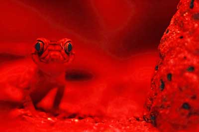 infrared image of gecko