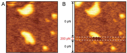 Force-Dependent Topography