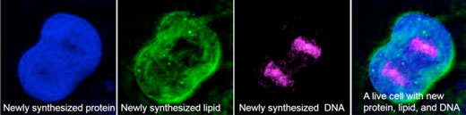 Deuterium-labeled SRS Omage of a Protein, Lipid and DNA Molecule