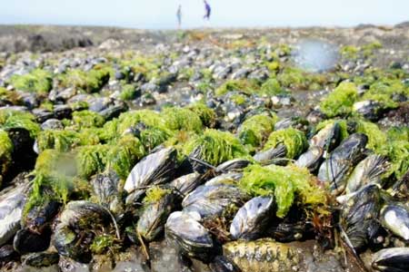 mussels of the rocky intertidal zone
