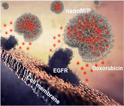 Synthetic polymer nanoparticles, or nanoMIPs, bind to cell surface via the epidermal growth factor receptor