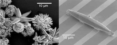 At left, a scanning electron microscopy (SEM) image of an iron BDP MOF crystal; at right, an iron BDP MOF single-crystal device bonded to a platinum microelectrode array