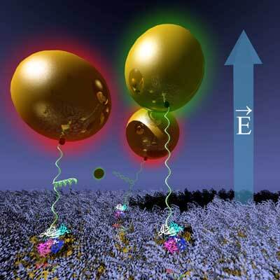 Gold nanoparticles tethered on a BSA-protein-protected gold surface via hairpin-DNA are moved reversibly using electric fields, while monitoring their position and DNA conformation optically via changes of its plasmon resonance (by color)