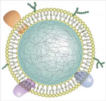 Illustration of a neutrophil cell membrane-coated nanoparticle