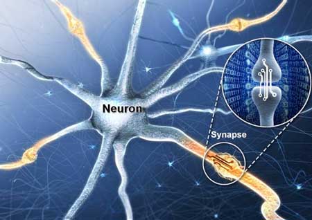 Representation of Neurons and Synapses in the Human Brain