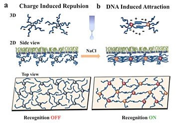 a framework for the assembly and tuning of 2D DNA-based nanoparticle systems at liquid interfaces