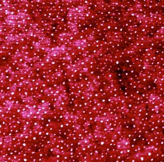 An atomic force microscopy image of nucleated calcium carbonate nanoparticles (showing as white color dots) on a quartz surface