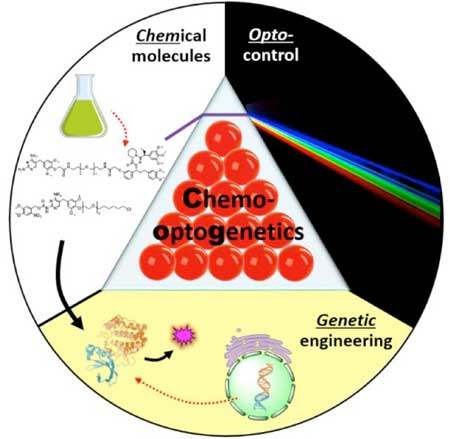 illustration of a chemo-optogenetic method