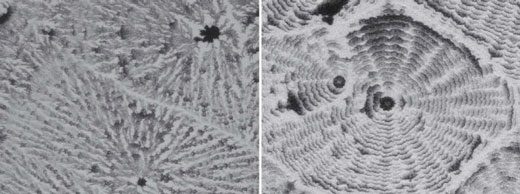 macroscopic pattern of re-crystallization with coffee-ring effect