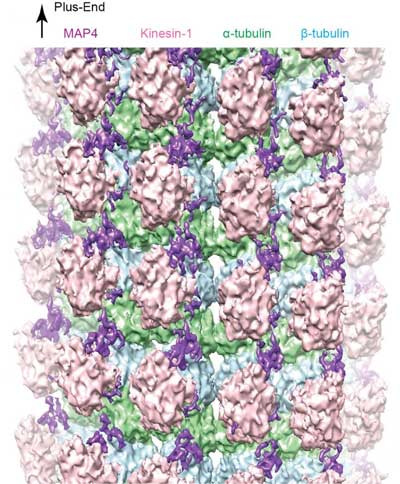 A cryo-EM reconstruction of the microtubule-MAP4-kinesin complex
