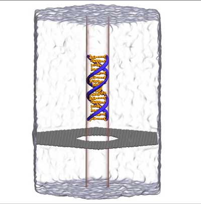 Molecular dynamics simulation of DNA capture and translocation through a graphene nanopore