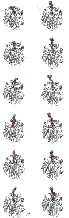 Snapshots of the rotating fluorescent molecule at gradually increasing microviscosity show how the probe becomes more and more extended and exposed