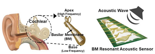 A flexible piezoelectric acoustic sensor mimicking the human cochlear