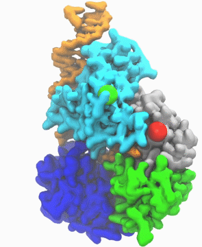 DNA helicase switches itself from unwinding double-strand DNA to a predicted rezipping state.