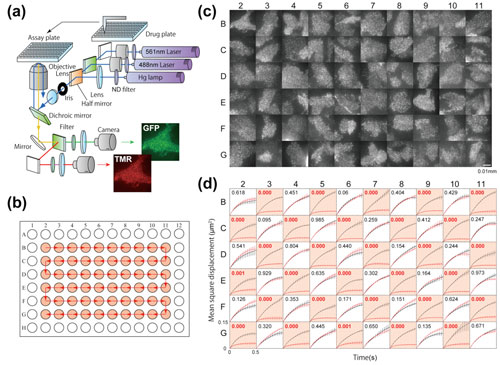 apparatus for large-scale single-molecule analysis