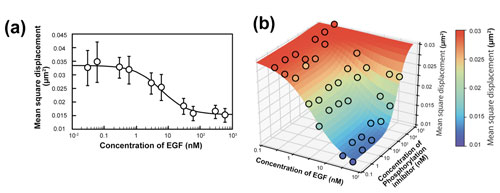 observed changes in the single-molecule behavior of epidermal growth factor receptor