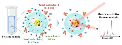 Schematic illustrating the concentration of charged small molecules and the exclusion of large adhesive proteins using a charged hydrogel microbead containing an agglomerate of gold nanoparticles