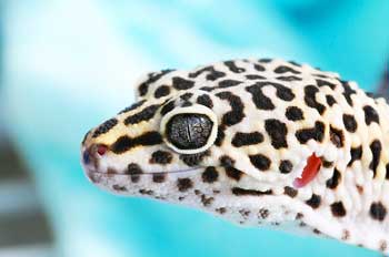 Leopard gecko head