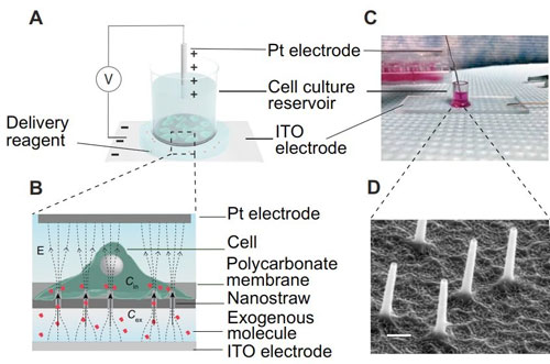 Design and operation of a nanostraw-electroporation system