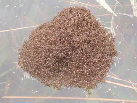 Fire ants form a raft during flooding