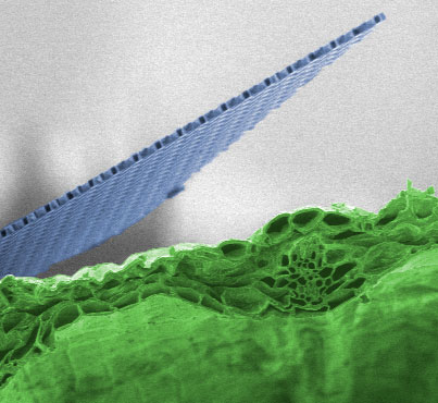 Nanocardboard compared to a cross-section of an iris leaf